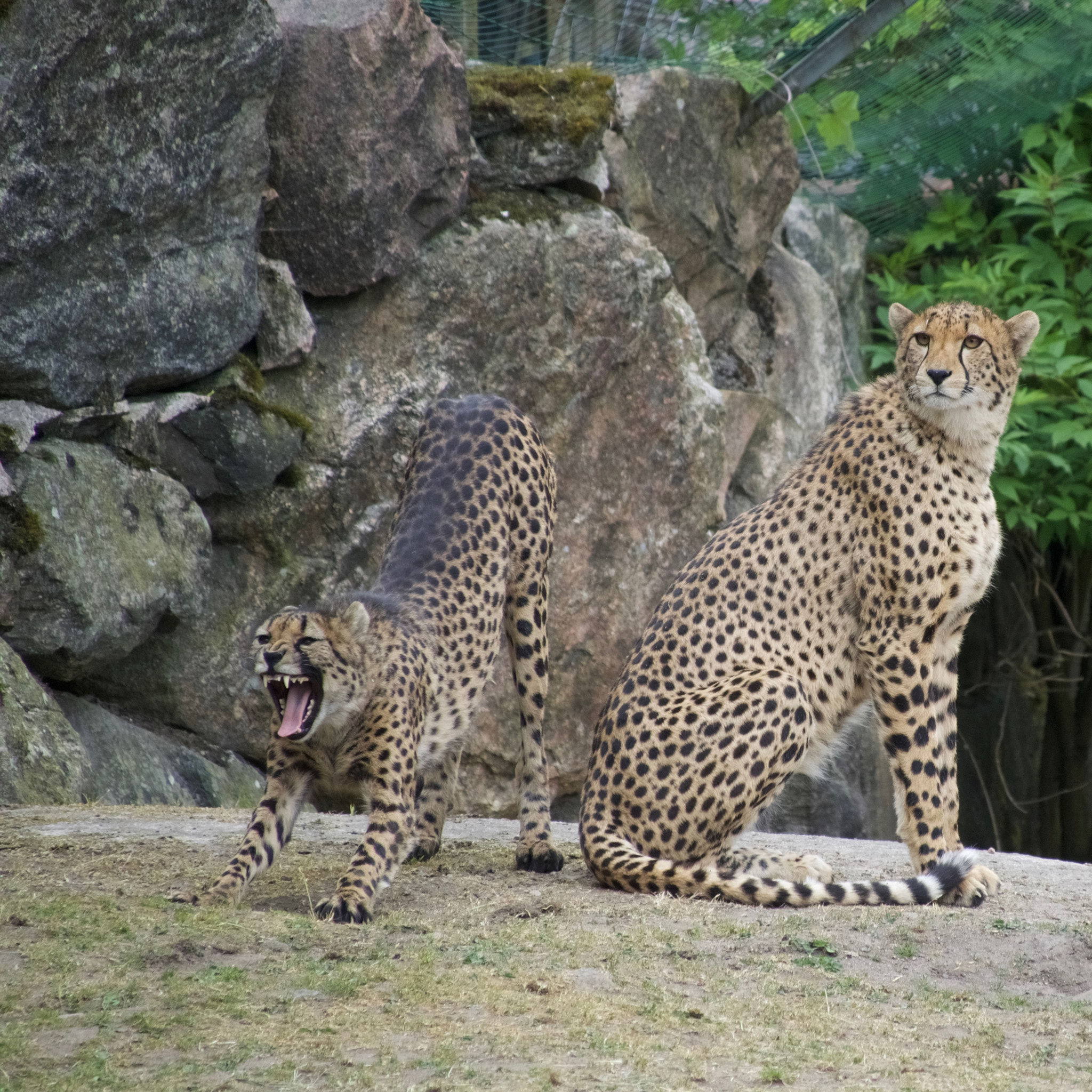 Olympus OM-D E-M5 II sample photo. Cheetah photography