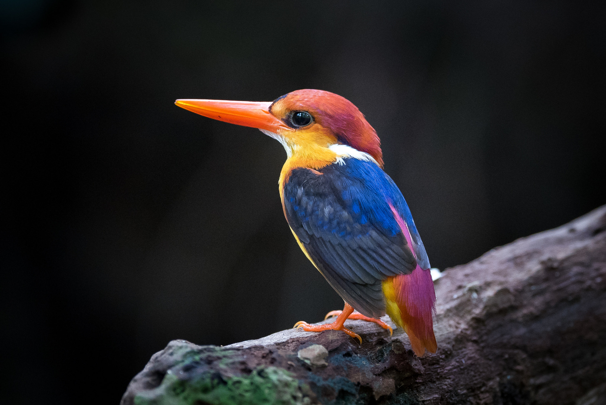 Nikon AF-S Nikkor 600mm F4E FL ED VR sample photo. Black-backed kingfisher photography