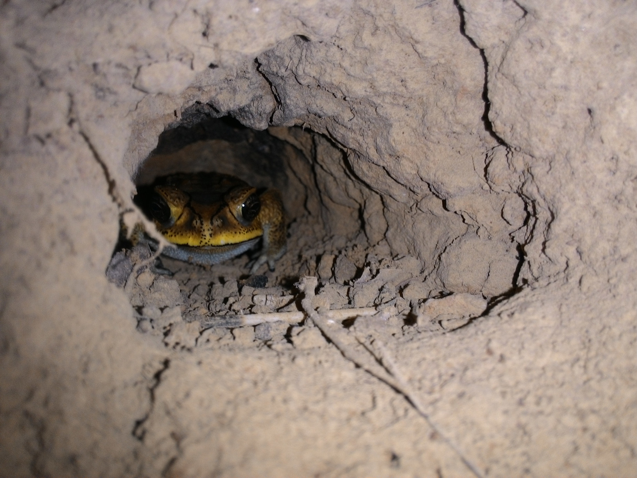ASUS T00F sample photo. Frog photography