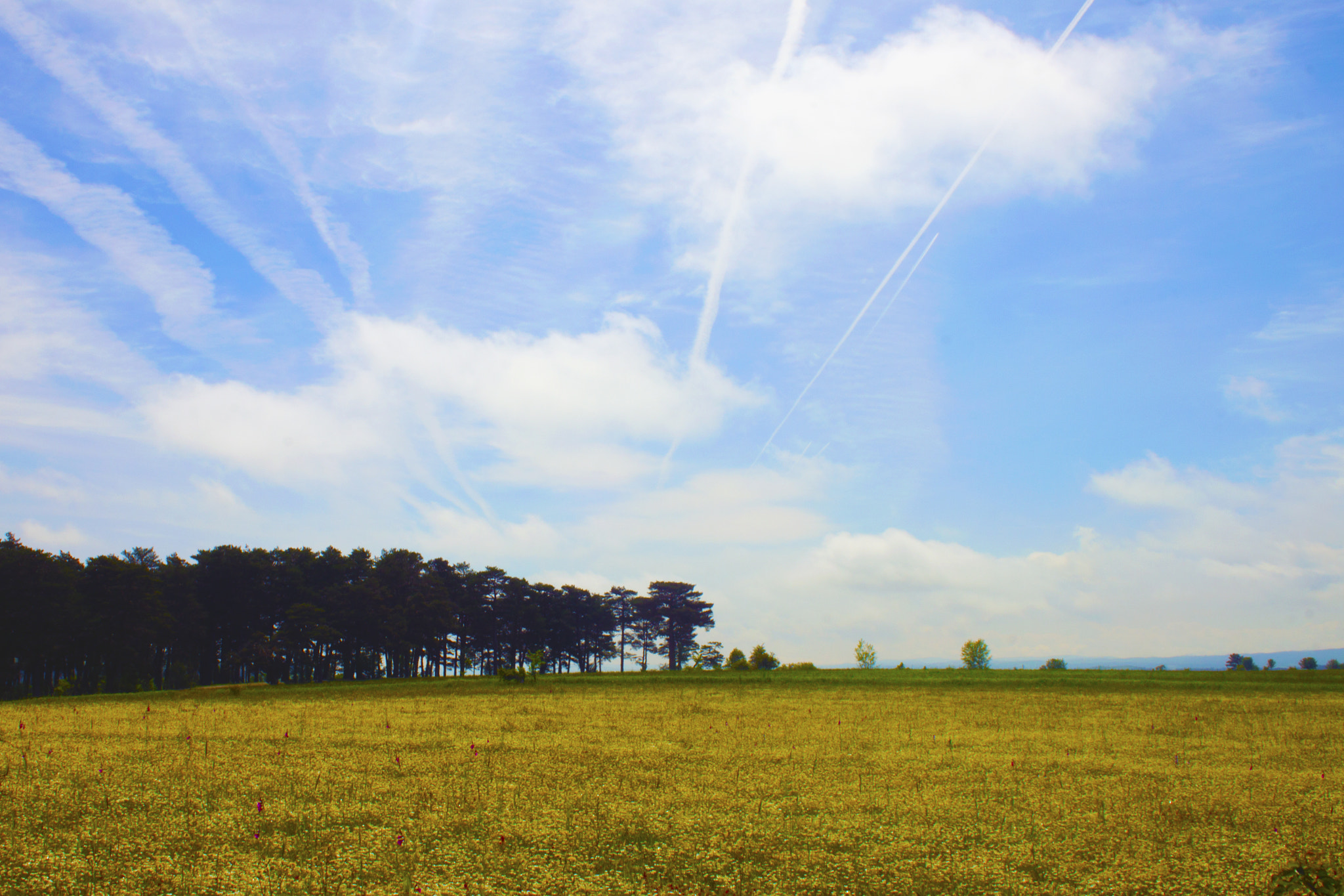 Canon EF-S 18-55mm F3.5-5.6 sample photo. Daisy land photography