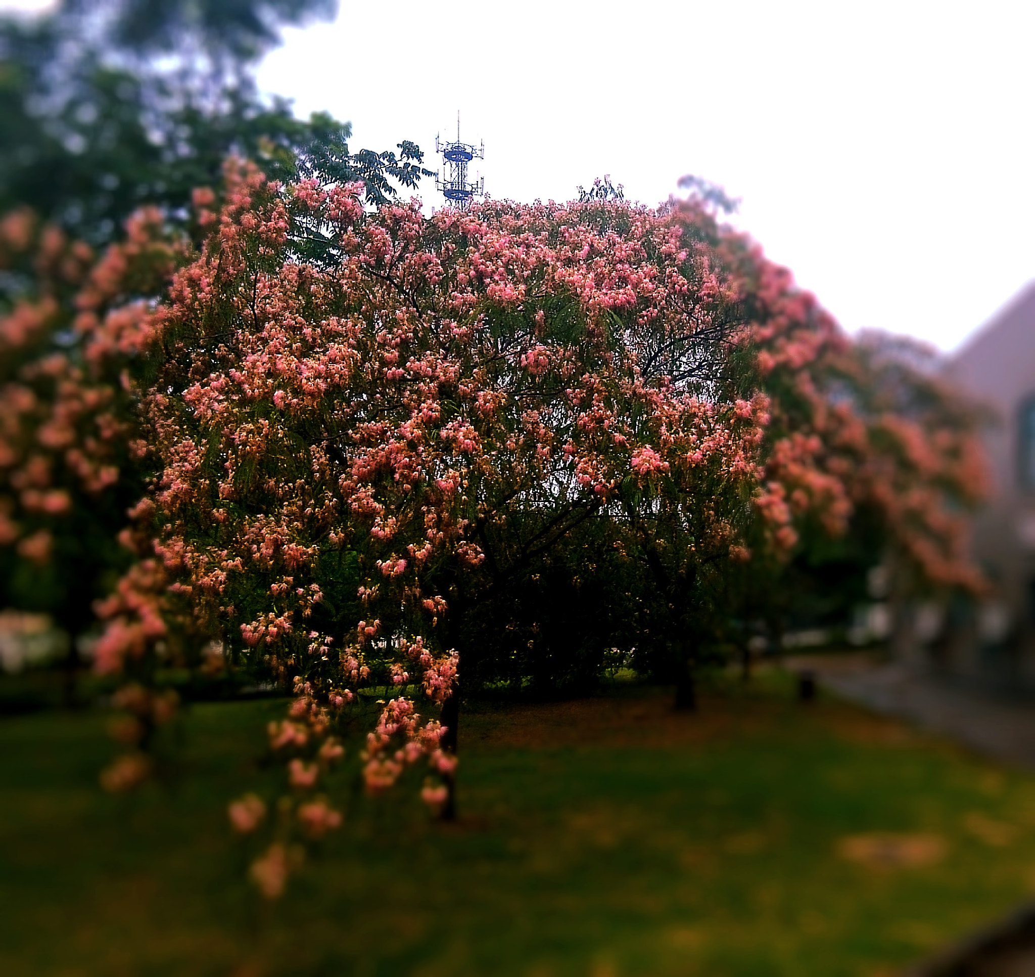 Xiaomi MI3 sample photo. 繁花似锦 photography