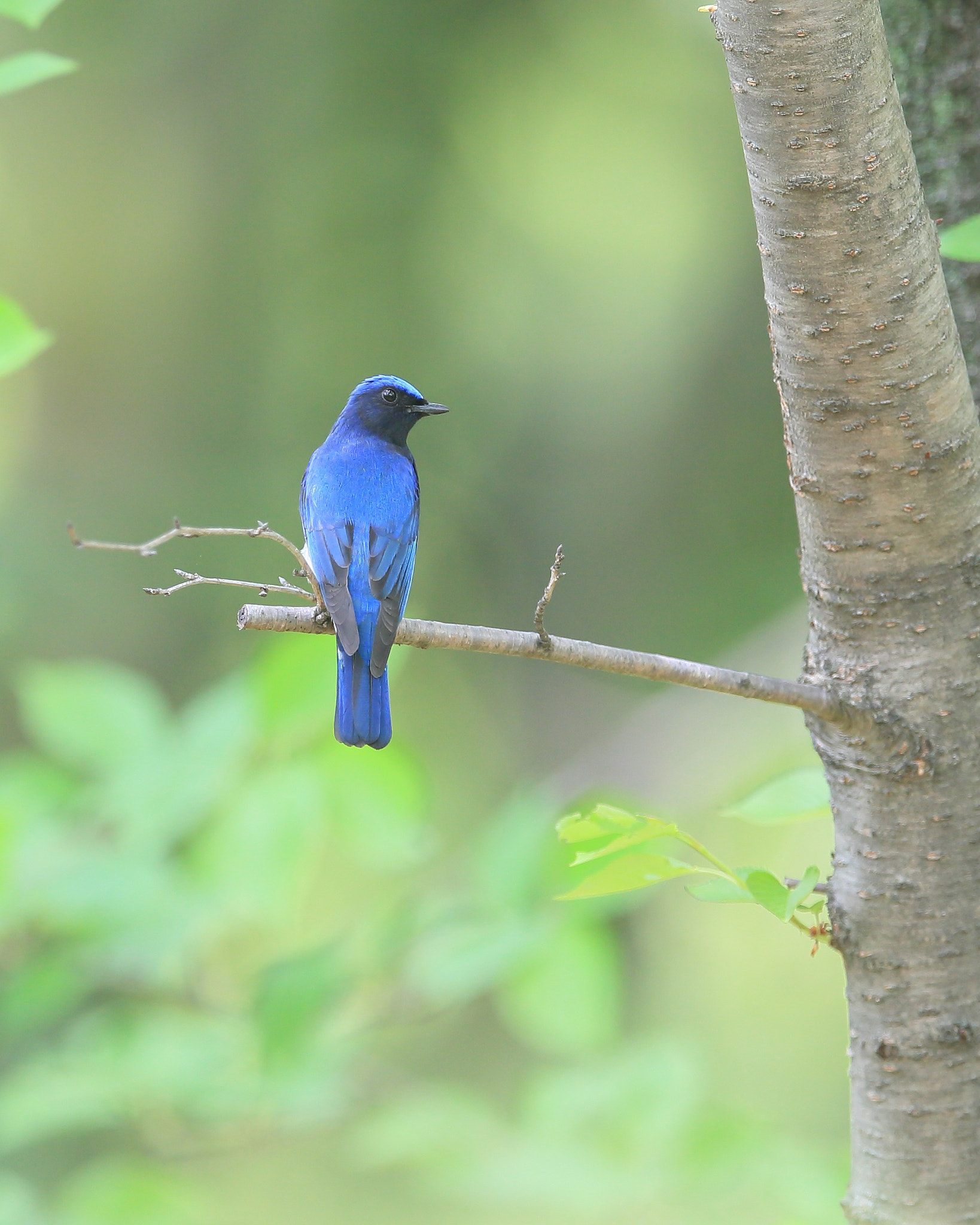 Canon EF 400mm F2.8L IS II USM sample photo. オオルリ  ポーズ− photography