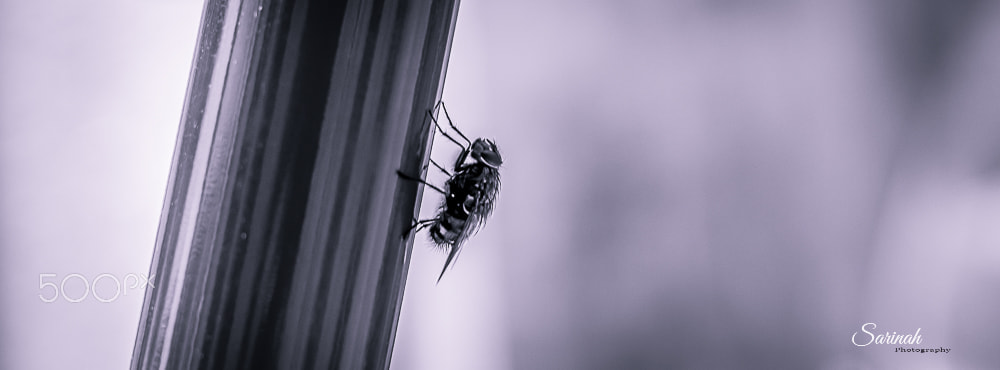 Canon EOS 550D (EOS Rebel T2i / EOS Kiss X4) sample photo. The lonely yellowjacket photography