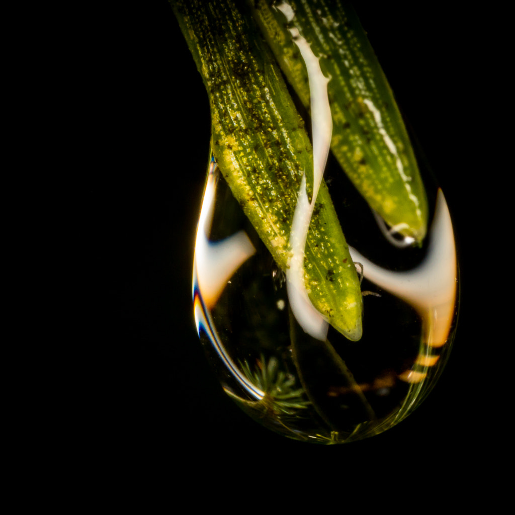 Canon MP-E 65mm F2.5 1-5x Macro Photo sample photo. Pin et goutte photography