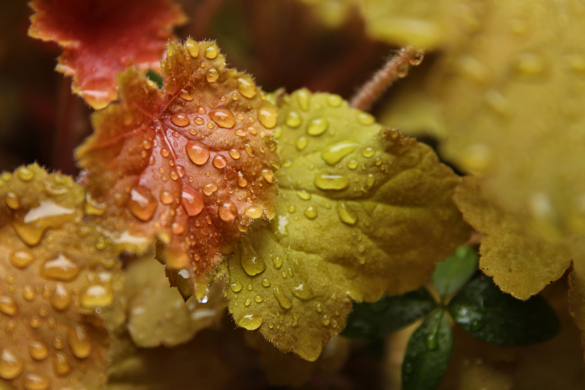 Canon EOS 760D (EOS Rebel T6s / EOS 8000D) sample photo. Trio of color photography