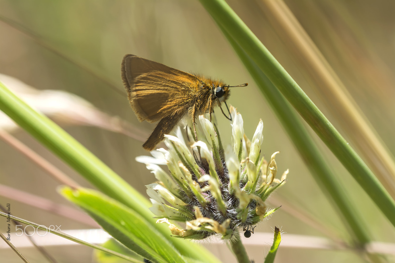 Sigma 150mm F2.8 EX DG OS Macro HSM sample photo. Farfallina photography