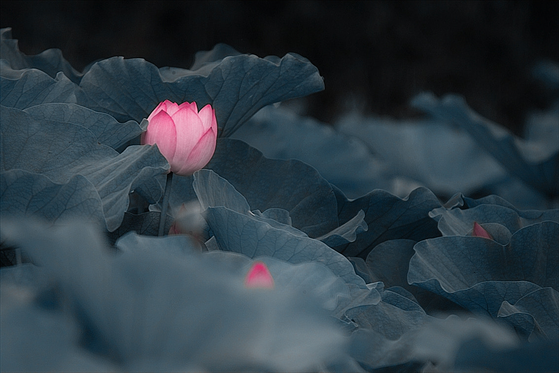 Sigma SD10 sample photo