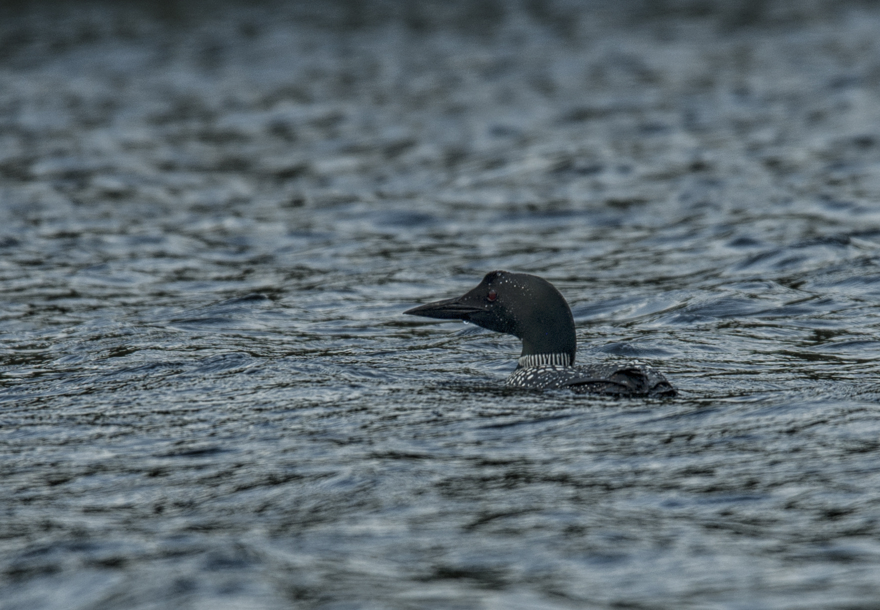 Nikon D50 sample photo. Lounging loon photography