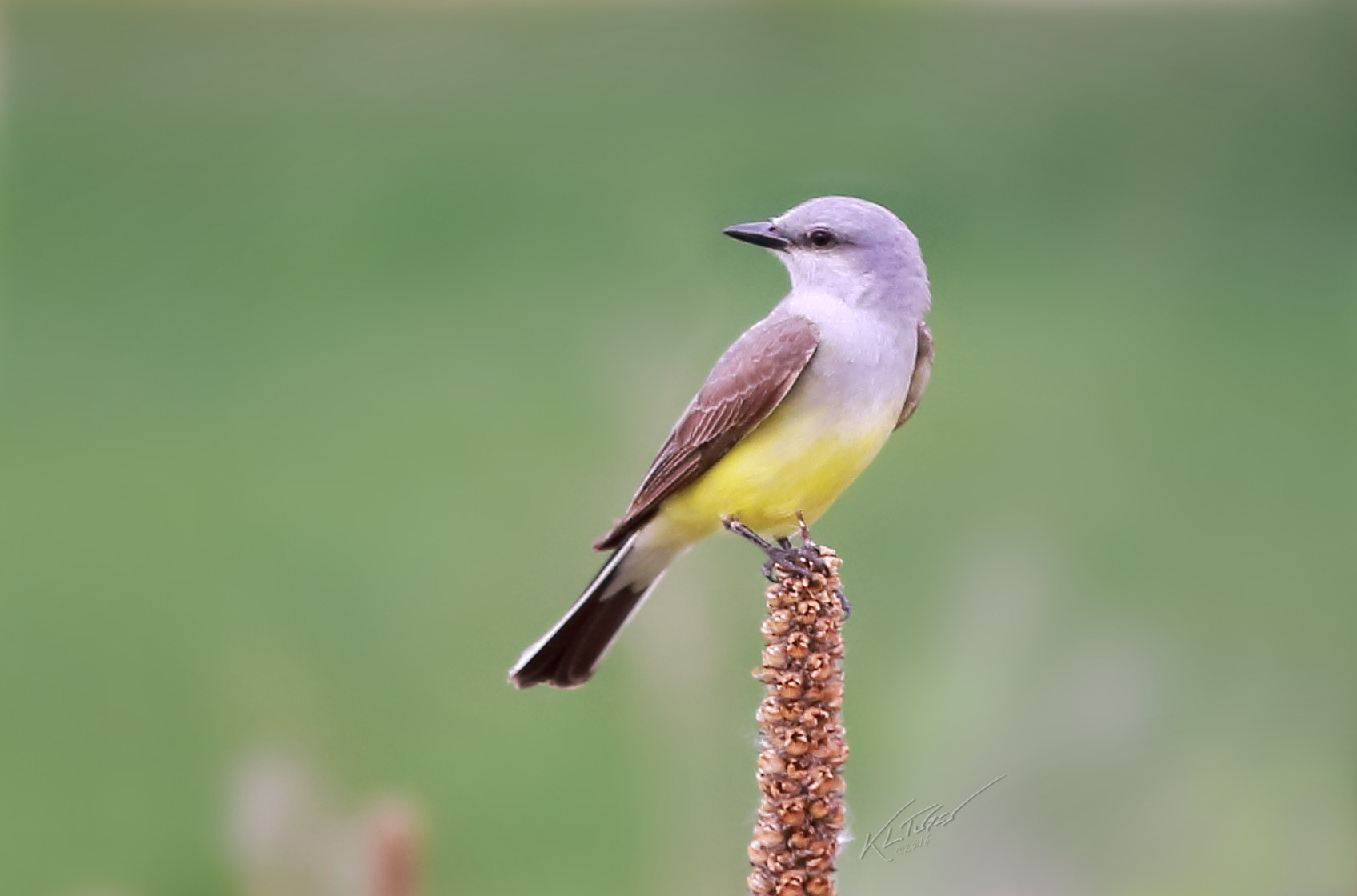 Canon EOS 100D (EOS Rebel SL1 / EOS Kiss X7) sample photo. Western kingbird photography