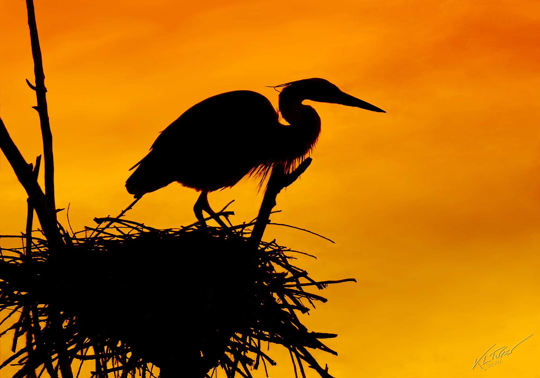 Canon EOS 100D (EOS Rebel SL1 / EOS Kiss X7) sample photo. Sunrise heron photography
