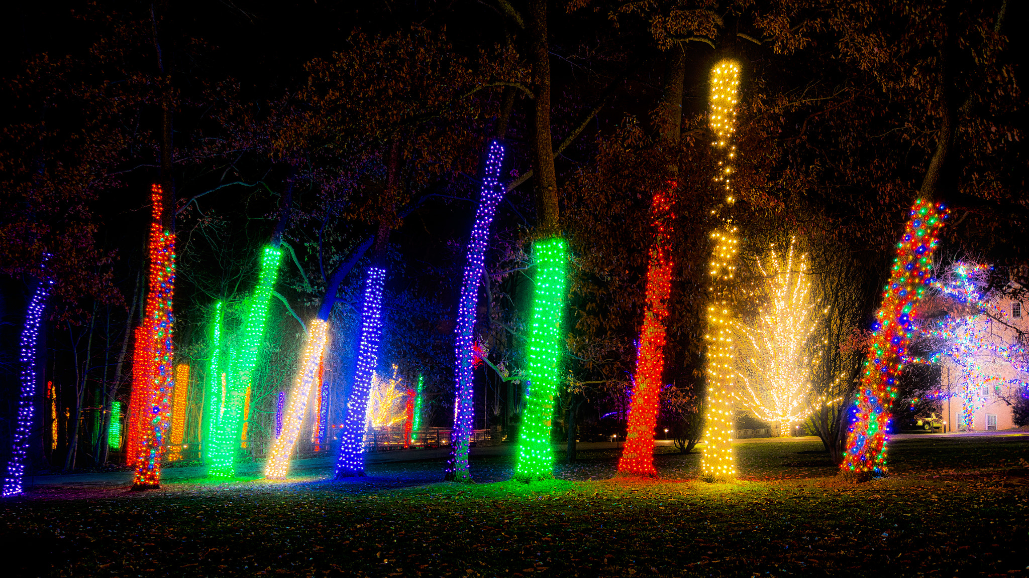 Olympus PEN E-P5 + OLYMPUS M.9-18mm F4.0-5.6 sample photo. Wrapped trees, longwood garden, 2015 photography