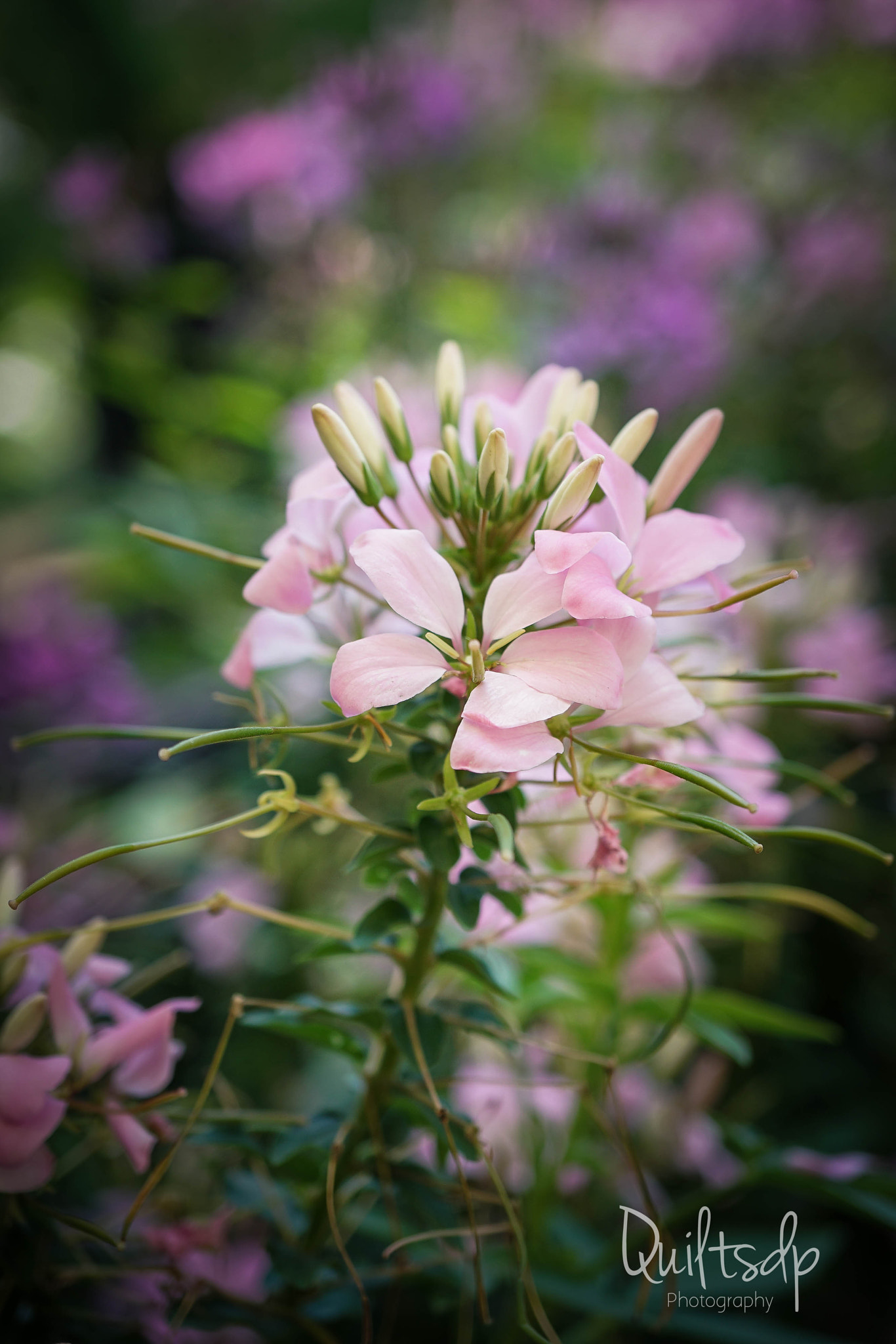 Sony a6300 + Sony E 30mm F3.5 Macro sample photo. Cleome photography