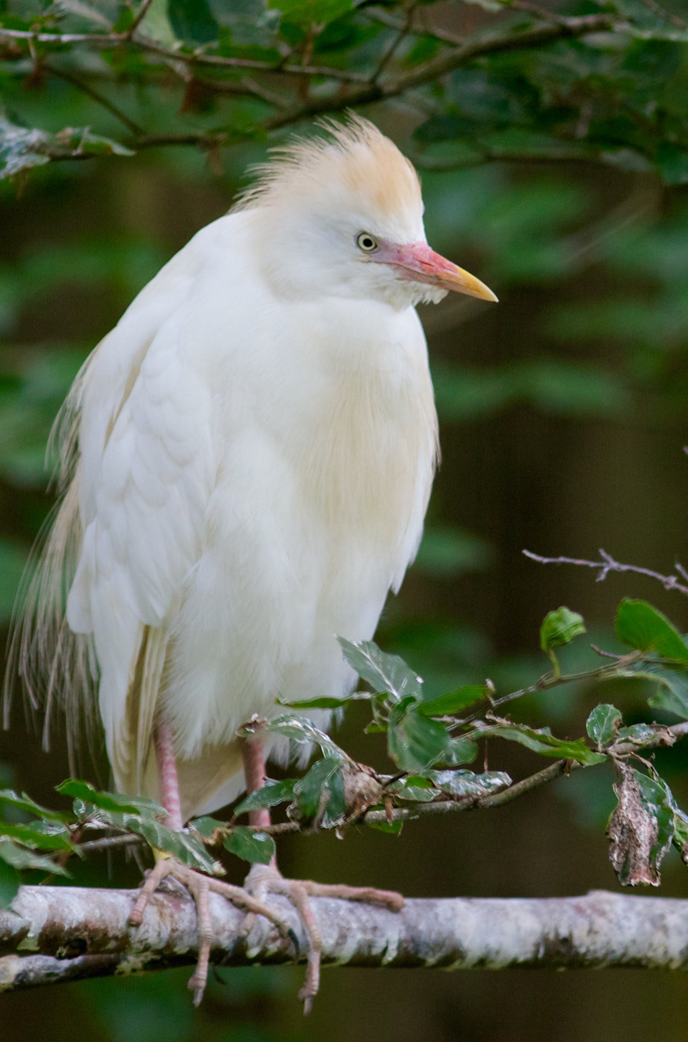 Canon EF 300mm F4L IS USM sample photo. De koereiger (bubulcus ibis) is een kleine witte reiger-soort. photography