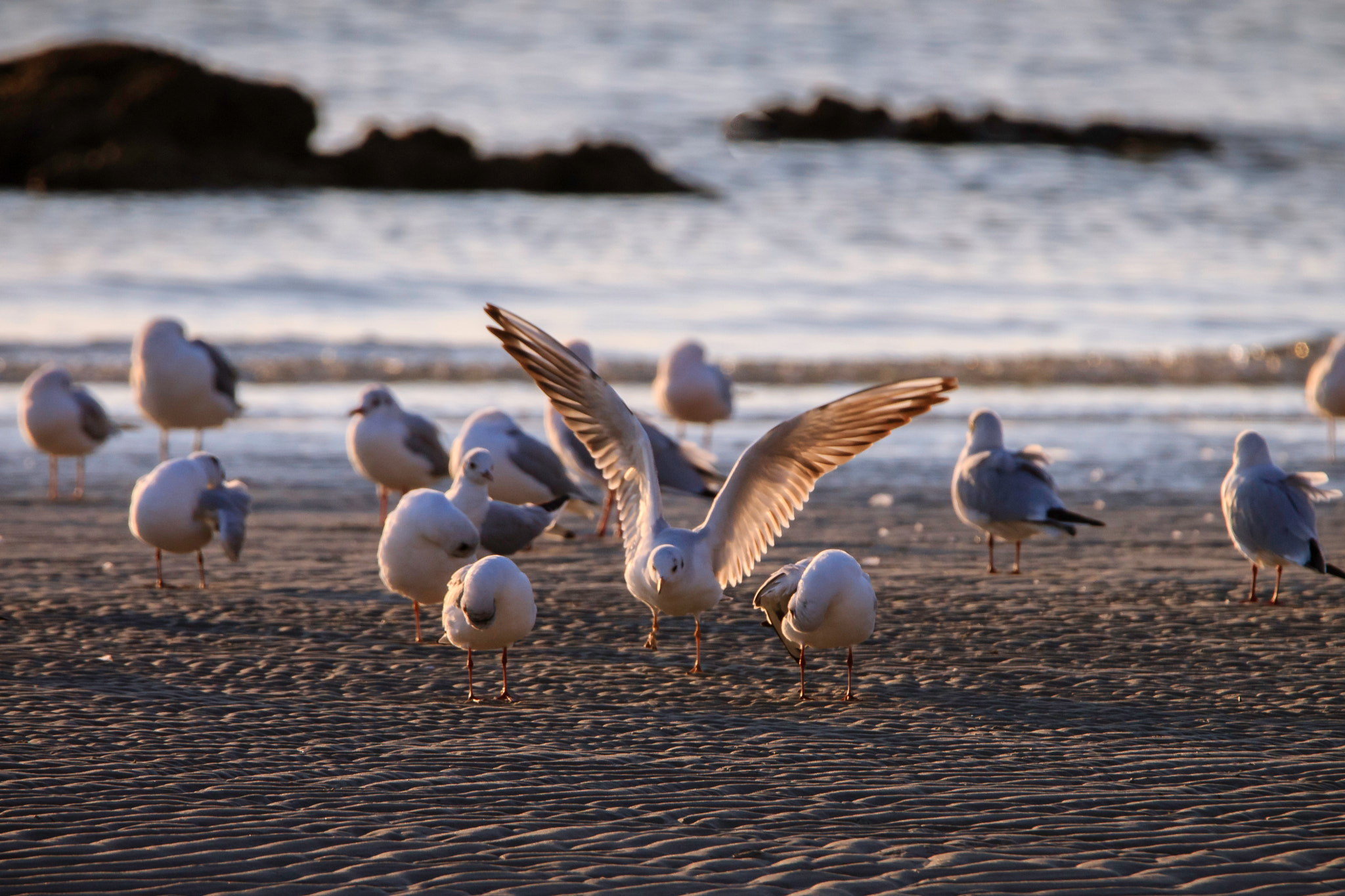 Tamron SP 150-600mm F5-6.3 Di VC USD sample photo. Morning gulls photography