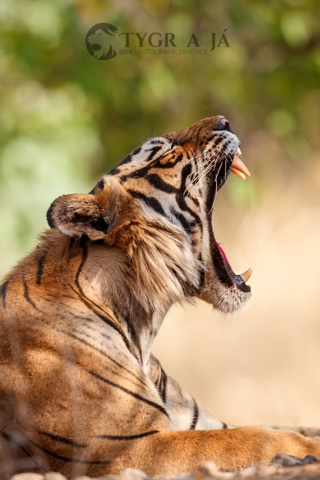 Canon EF 300mm F2.8L IS II USM sample photo. Tiger t57 photography