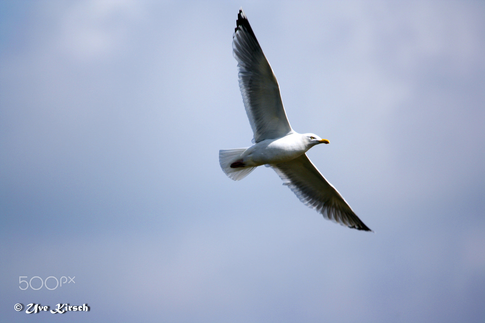 Sigma 150-500mm F5-6.3 DG OS HSM sample photo. Herring gull photography