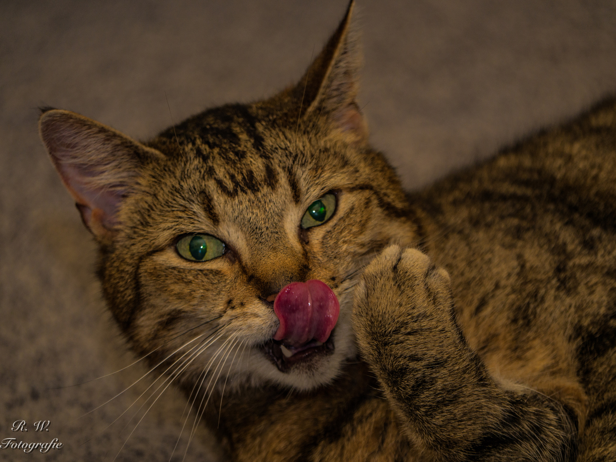 Panasonic Lumix DMC-GH3 sample photo. Sch... paparazzi! photography