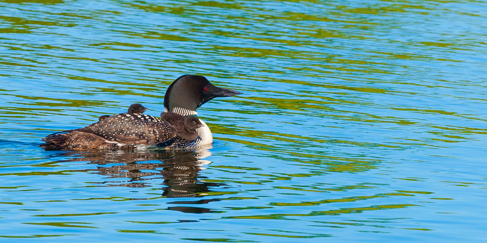 Canon EF 300mm F2.8L IS II USM sample photo. Are we there yet? photography