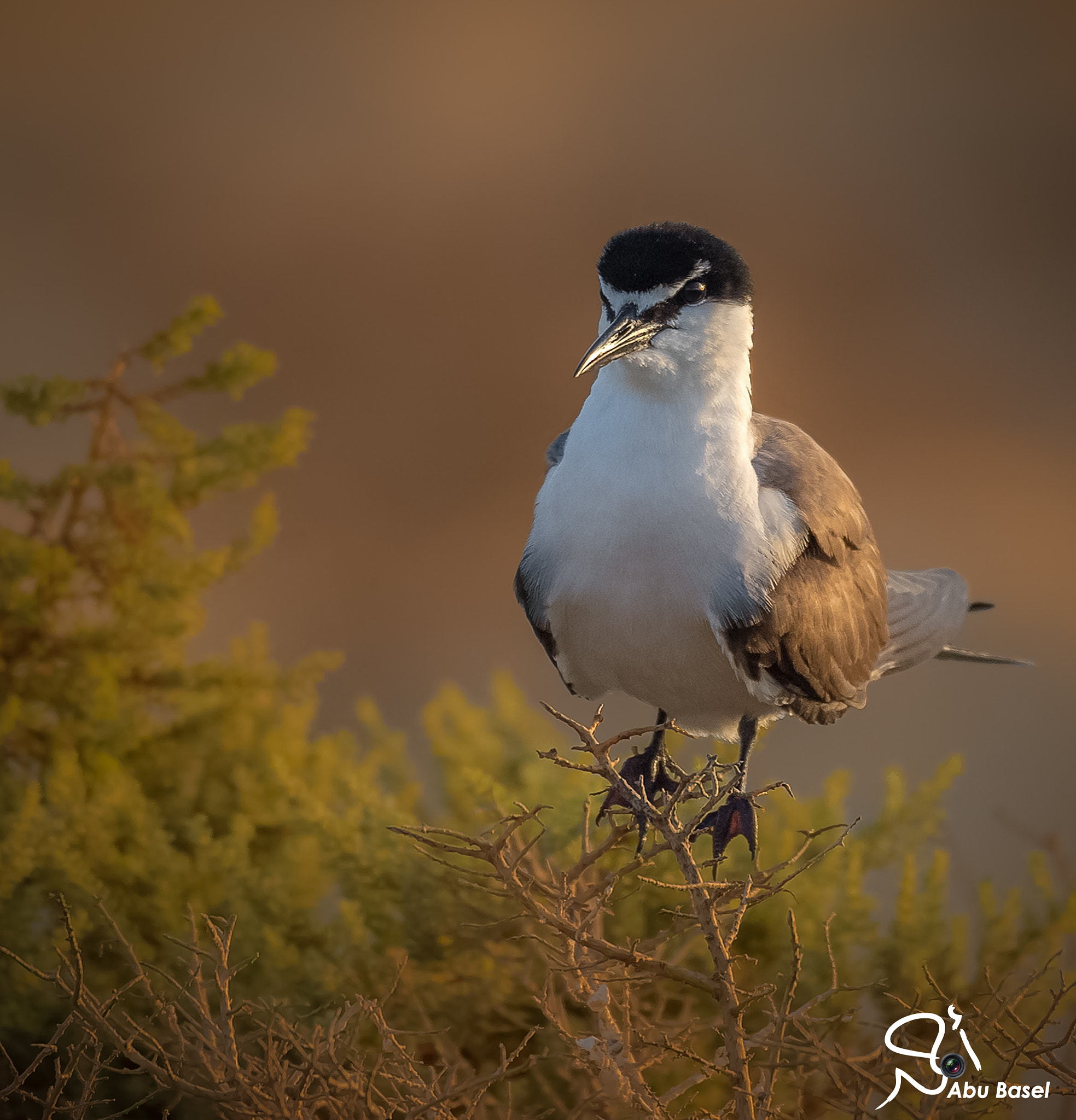 Sigma 150-600mm F5-6.3 DG OS HSM | S sample photo