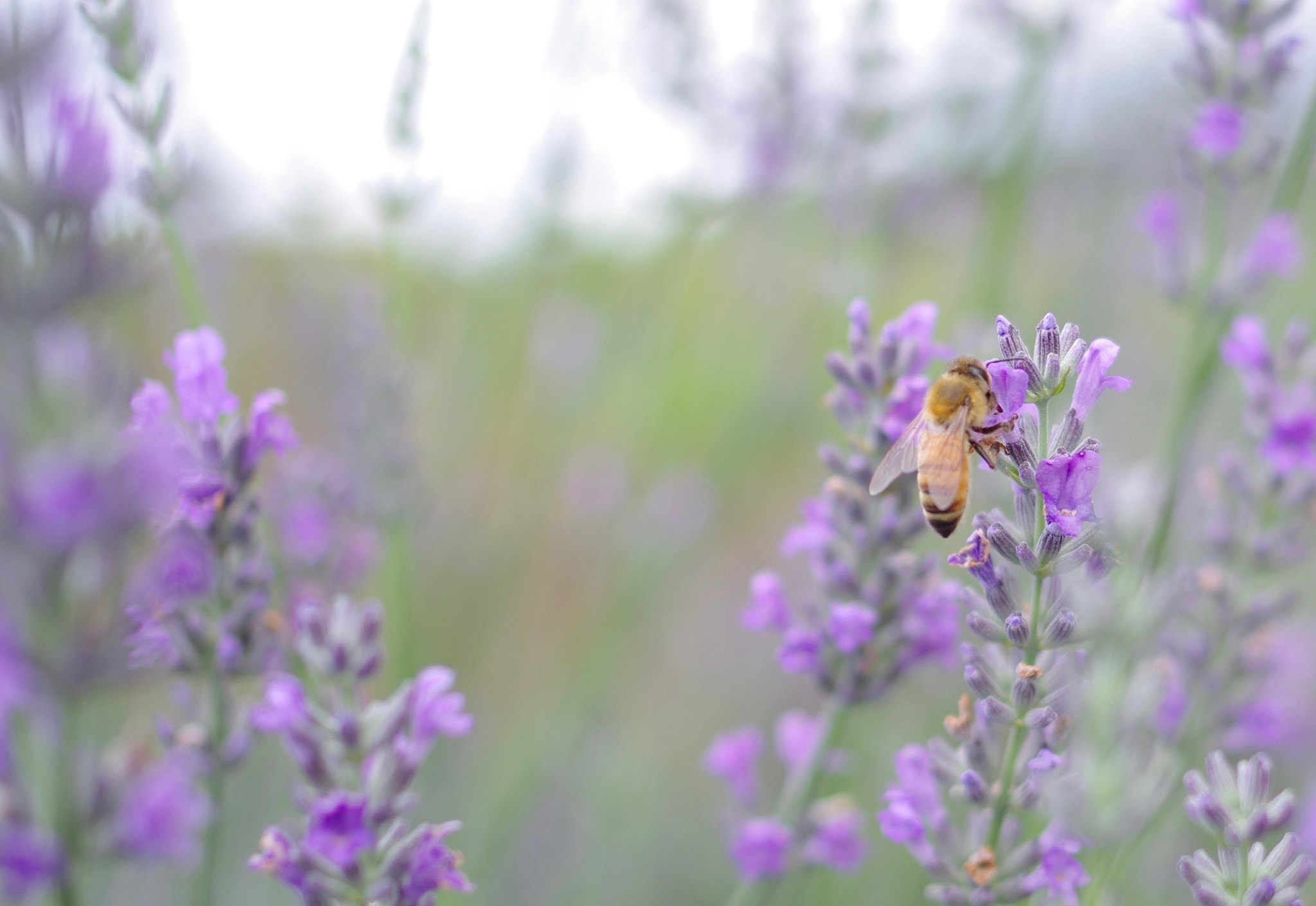 Pentax K-5 IIs sample photo