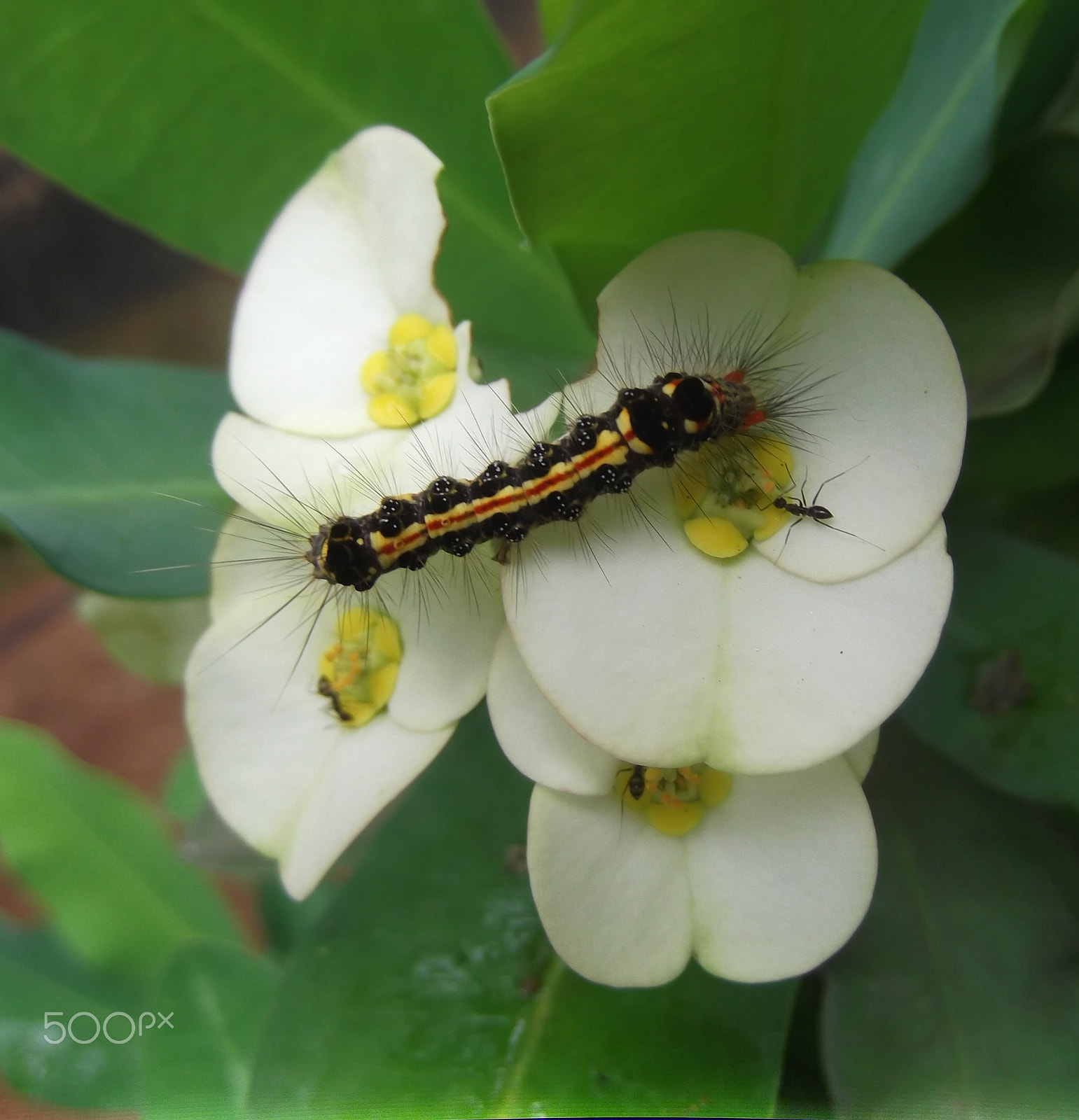 Fujifilm FinePix T350 sample photo. The micros in the euphorbia photography