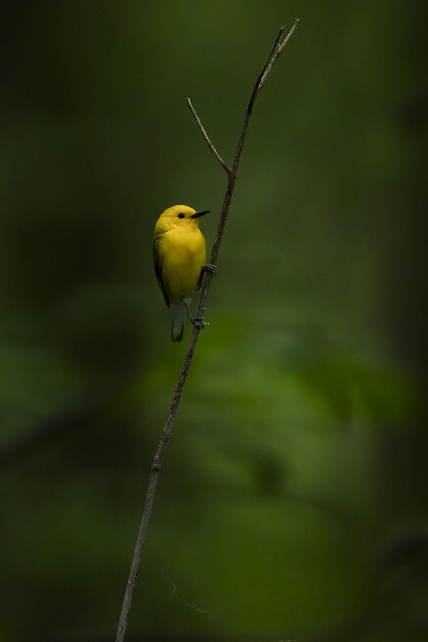 Canon EOS 5DS R + Canon EF 600mm F4L IS II USM sample photo. Prothonotary warbler / paruline orangée photography