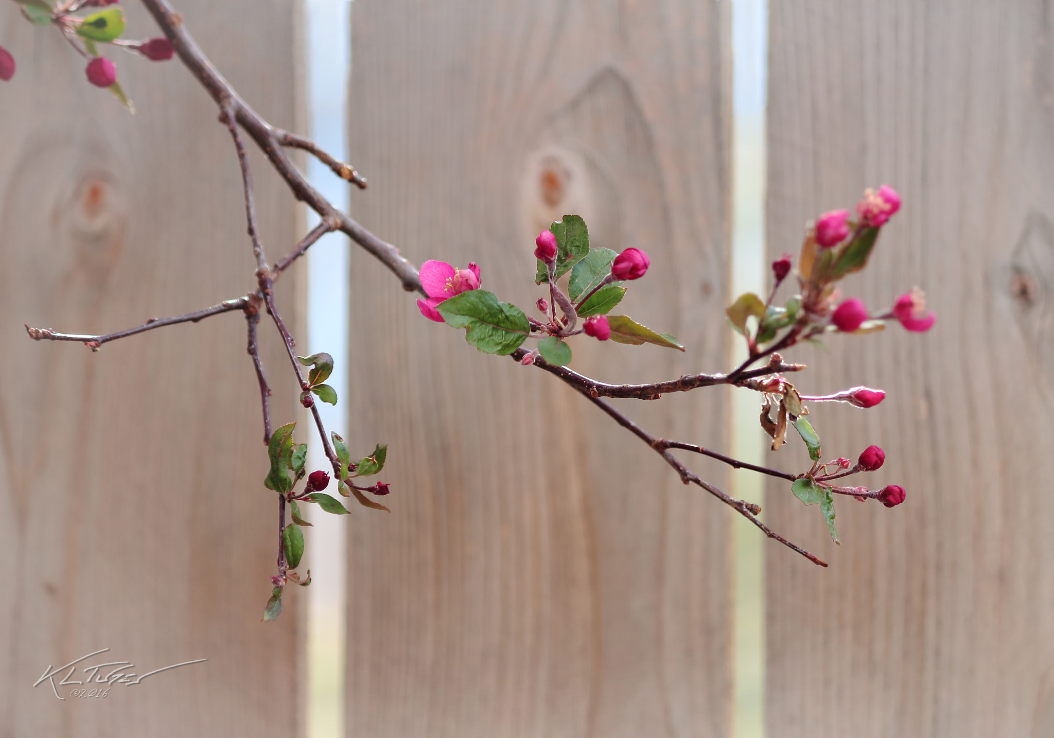 Canon EOS 100D (EOS Rebel SL1 / EOS Kiss X7) sample photo. Apple blossom branch photography