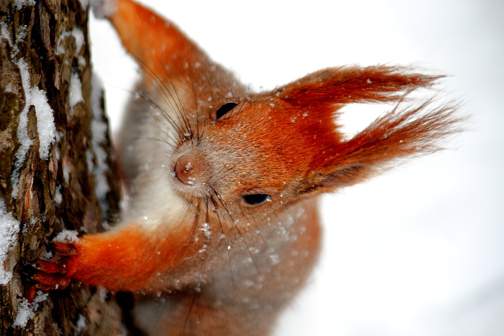 Canon EF-S 55-250mm F4-5.6 IS sample photo. Red squirrel photography