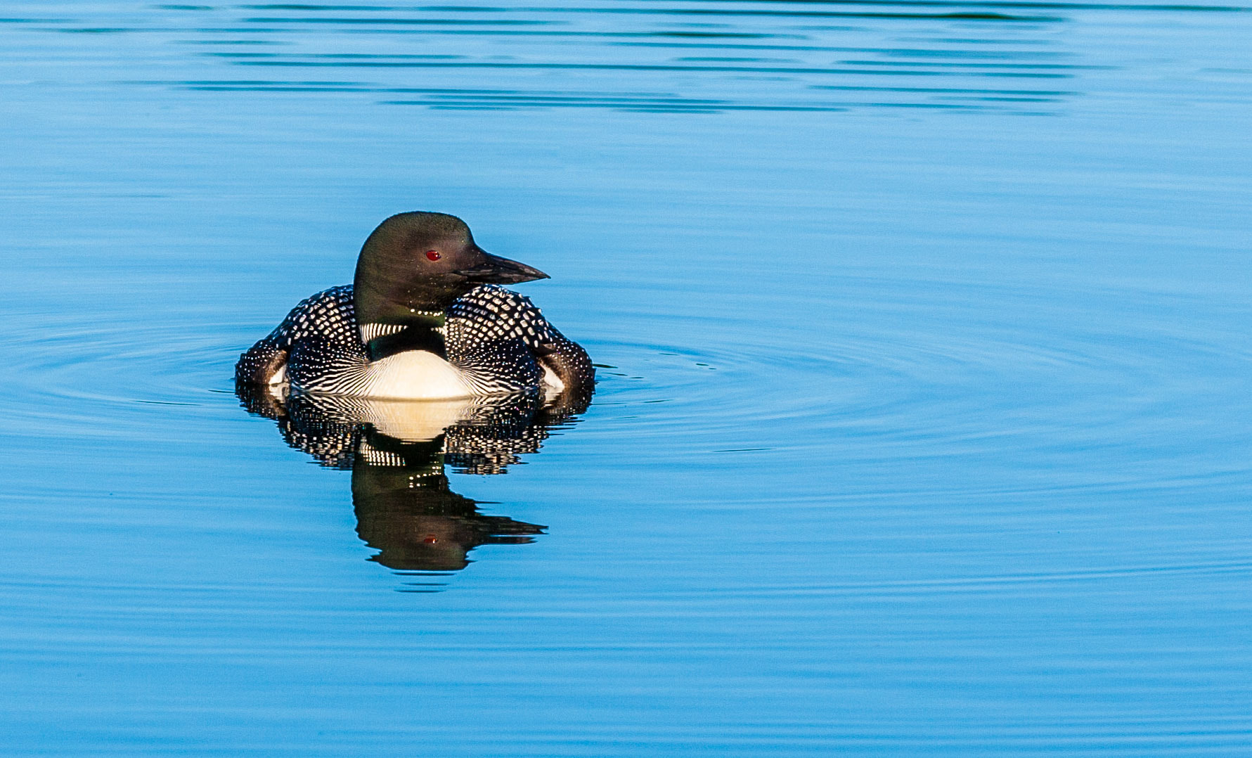 Canon EF 300mm F2.8L IS II USM sample photo. Floating beauty photography