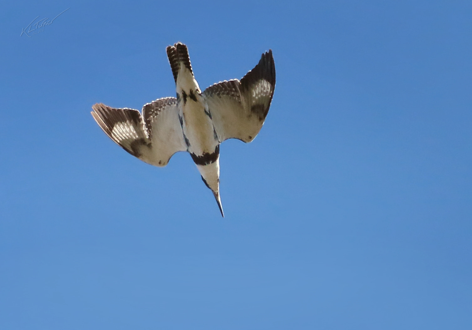 Canon EOS 100D (EOS Rebel SL1 / EOS Kiss X7) sample photo. Diving kingfisher photography