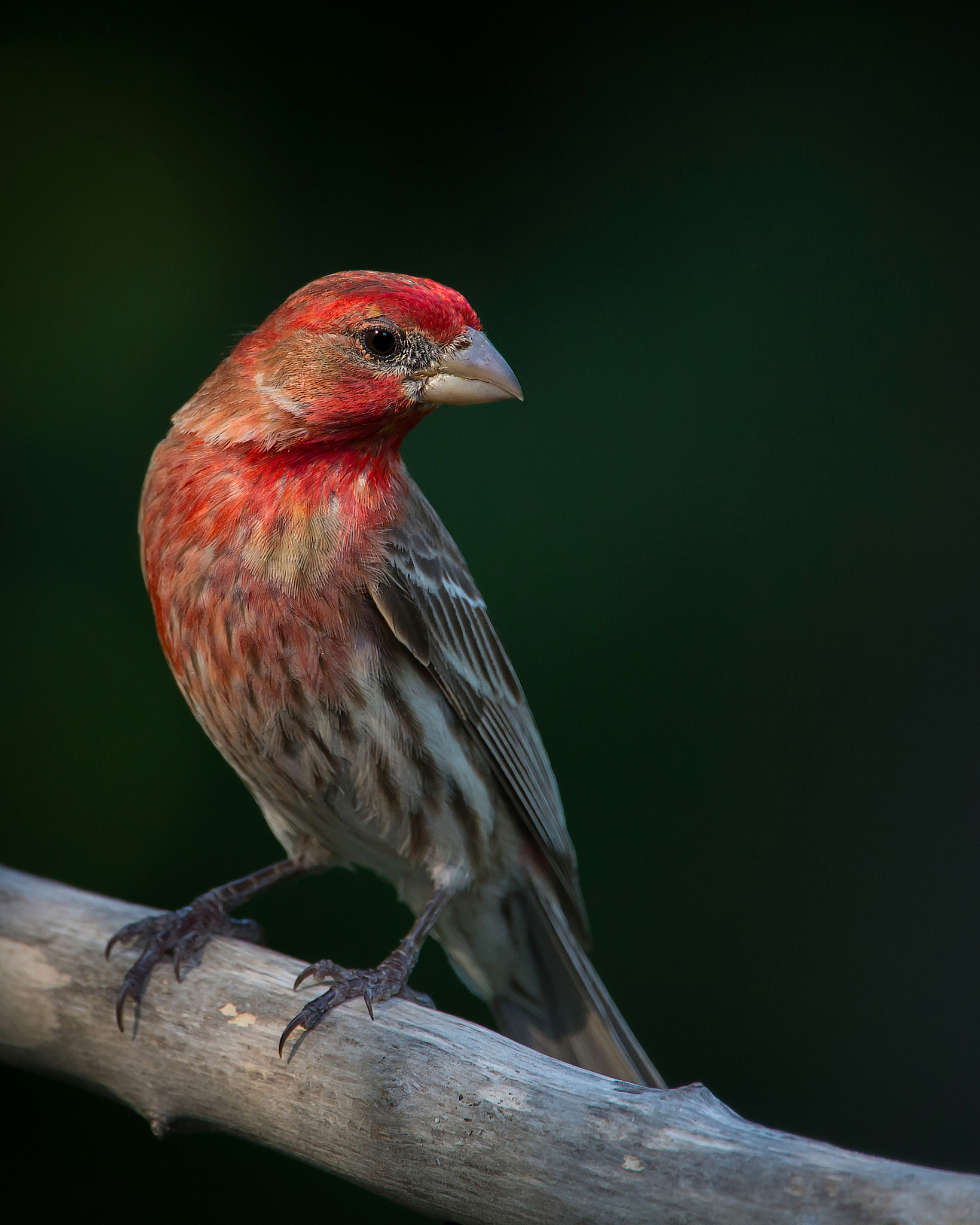 Nikon Nikkor AF-S 300mm F4E PF ED VR sample photo. Male house finch photography