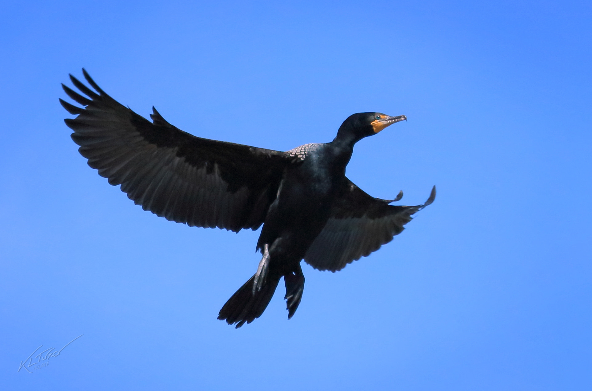 Canon EOS 100D (EOS Rebel SL1 / EOS Kiss X7) sample photo. Incoming cormorant photography