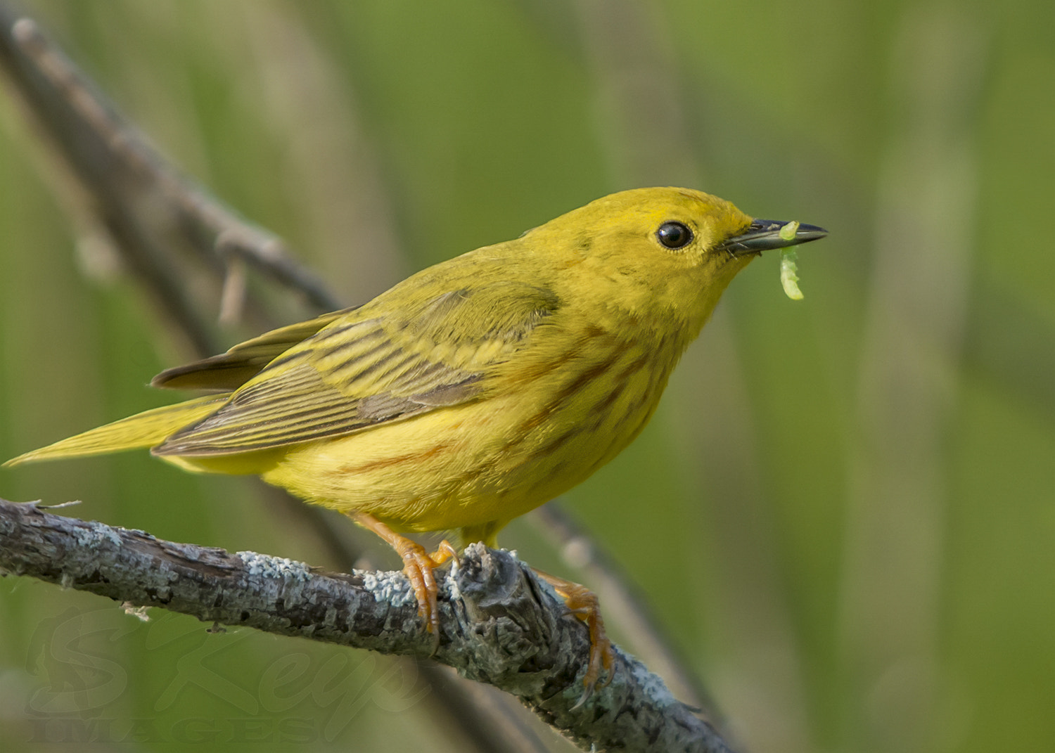 Nikon D7200 + Sigma 500mm F4.5 EX DG HSM sample photo. Catch (yellow warbler) photography