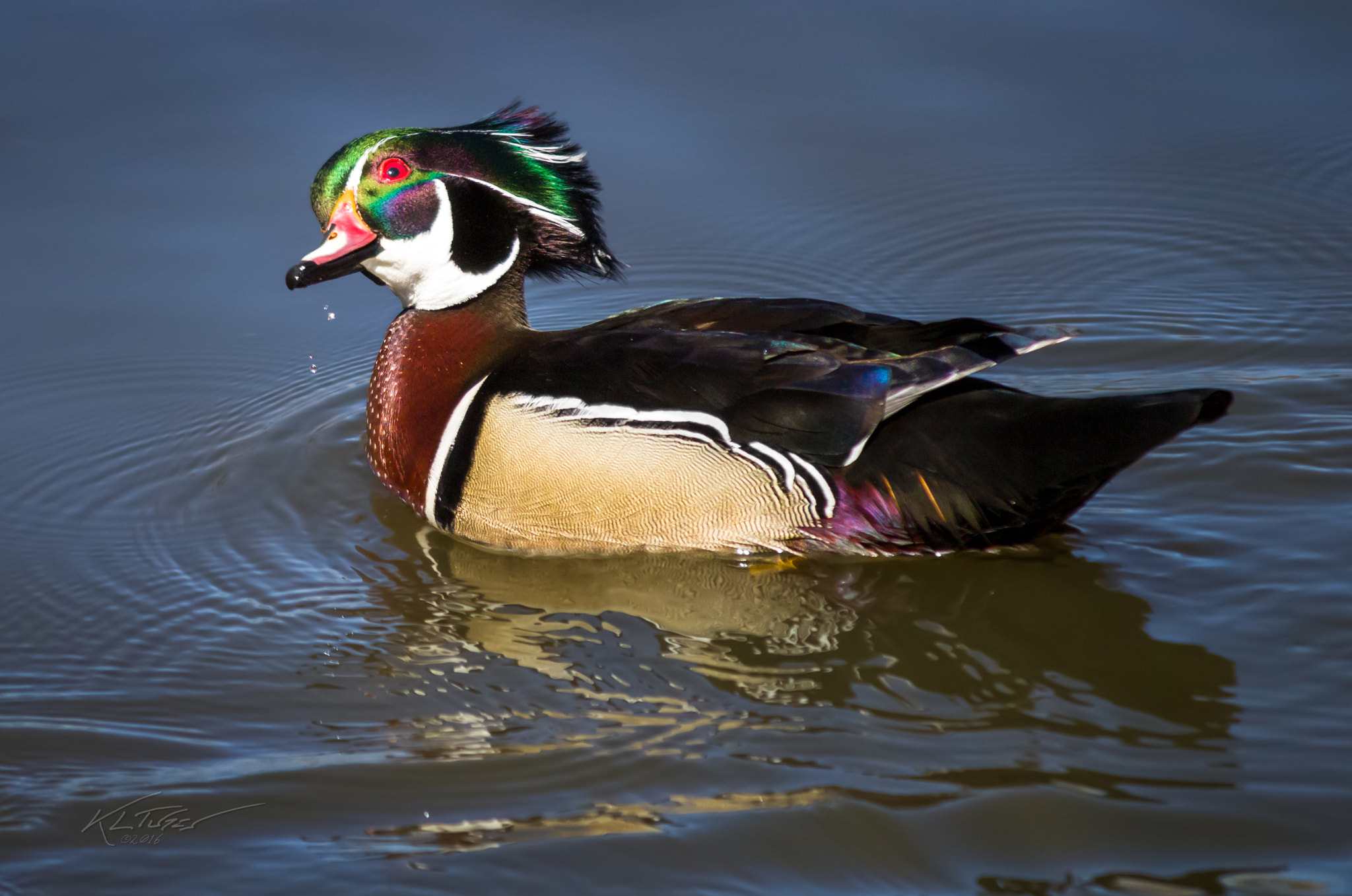 Canon EOS 100D (EOS Rebel SL1 / EOS Kiss X7) sample photo. Fabulous wood drake photography