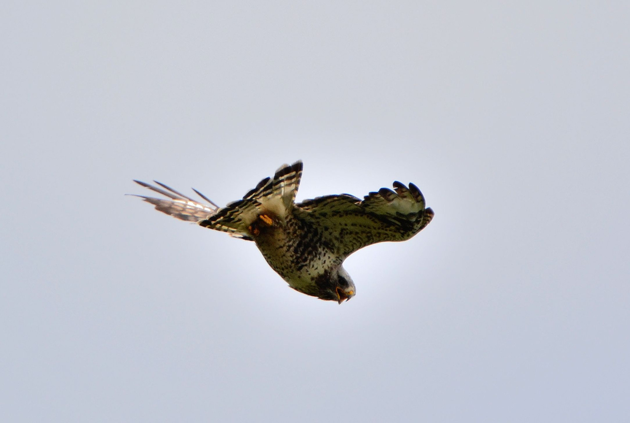 Nikon D3100 sample photo. Rough-legged buzzard photography
