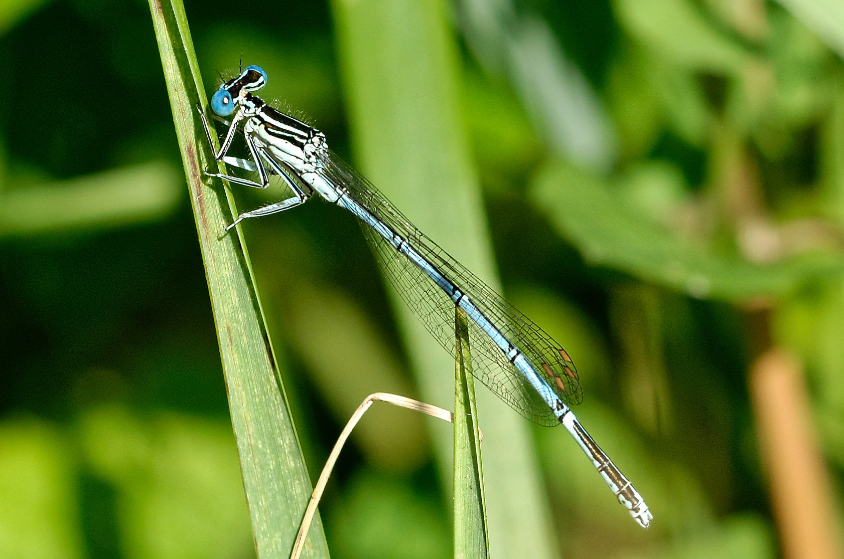 Nikon D7000 + Sigma 50-150mm F2.8 EX APO DC OS HSM sample photo. 27243241464.jpg photography