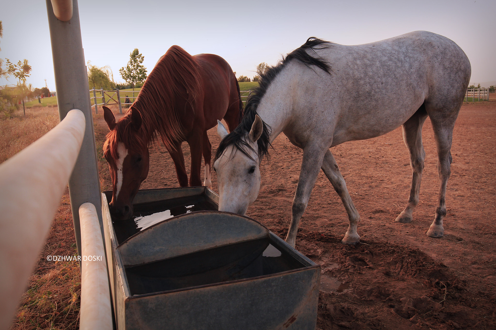 Canon EOS 650D (EOS Rebel T4i / EOS Kiss X6i) + Canon EF 16-35mm F4L IS USM sample photo. Horses photography