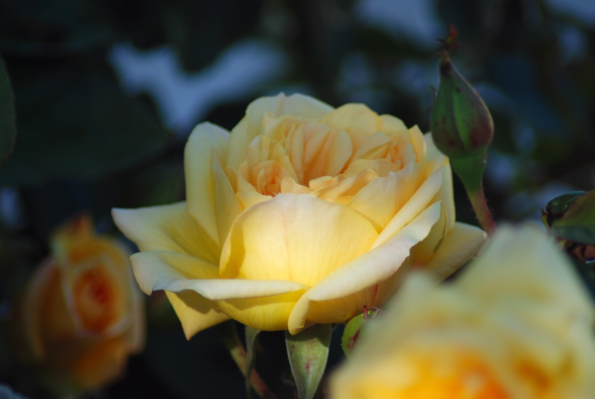 Nikon AF Nikkor 70-300mm F4-5.6G sample photo. Rosa con rayo de sol photography