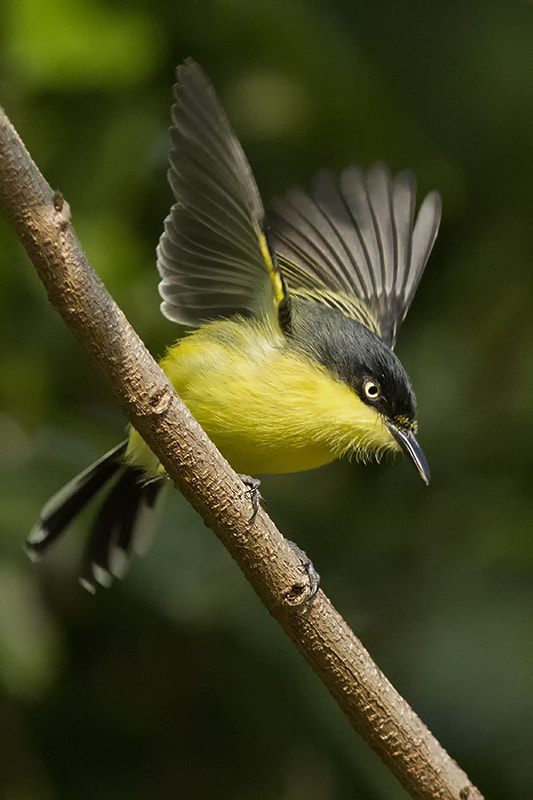 Canon EF 300mm F4L IS USM sample photo. Common tody-flycatcher photography