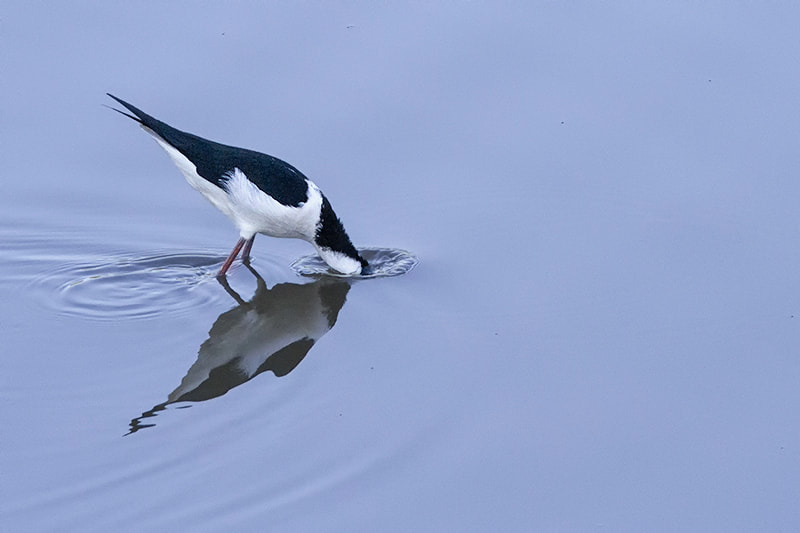 Canon EF 300mm F4L IS USM sample photo. White-backed stilt photography