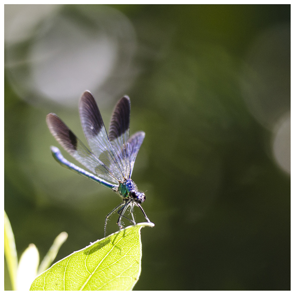 Sigma 150mm F2.8 EX DG OS Macro HSM sample photo. Four winged dragonfly photography