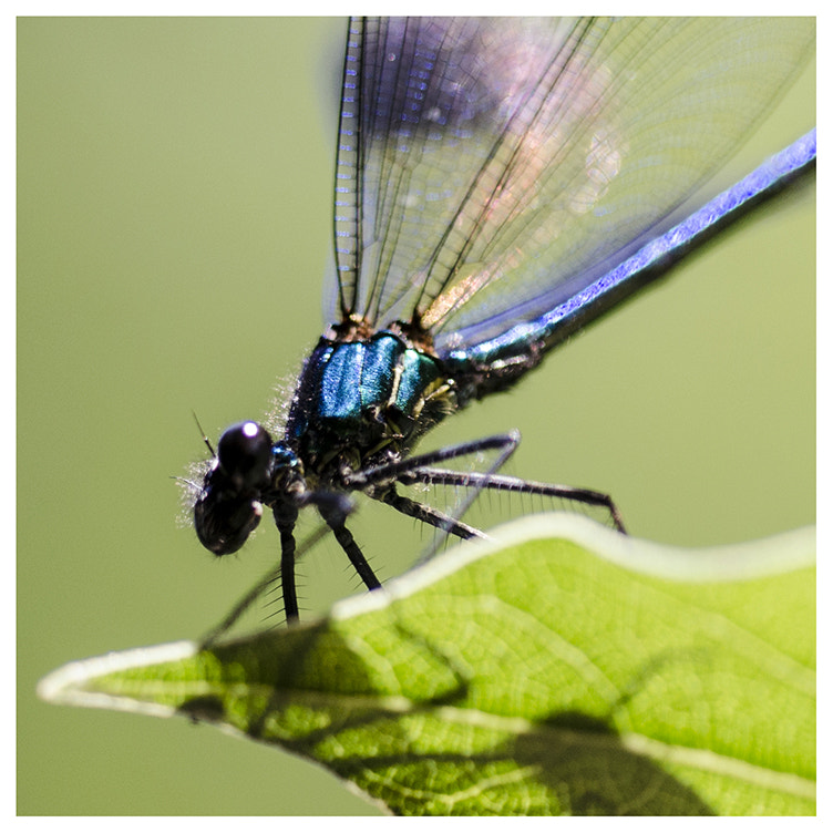 Sigma 150mm F2.8 EX DG OS Macro HSM sample photo. Powerful glittery blue photography