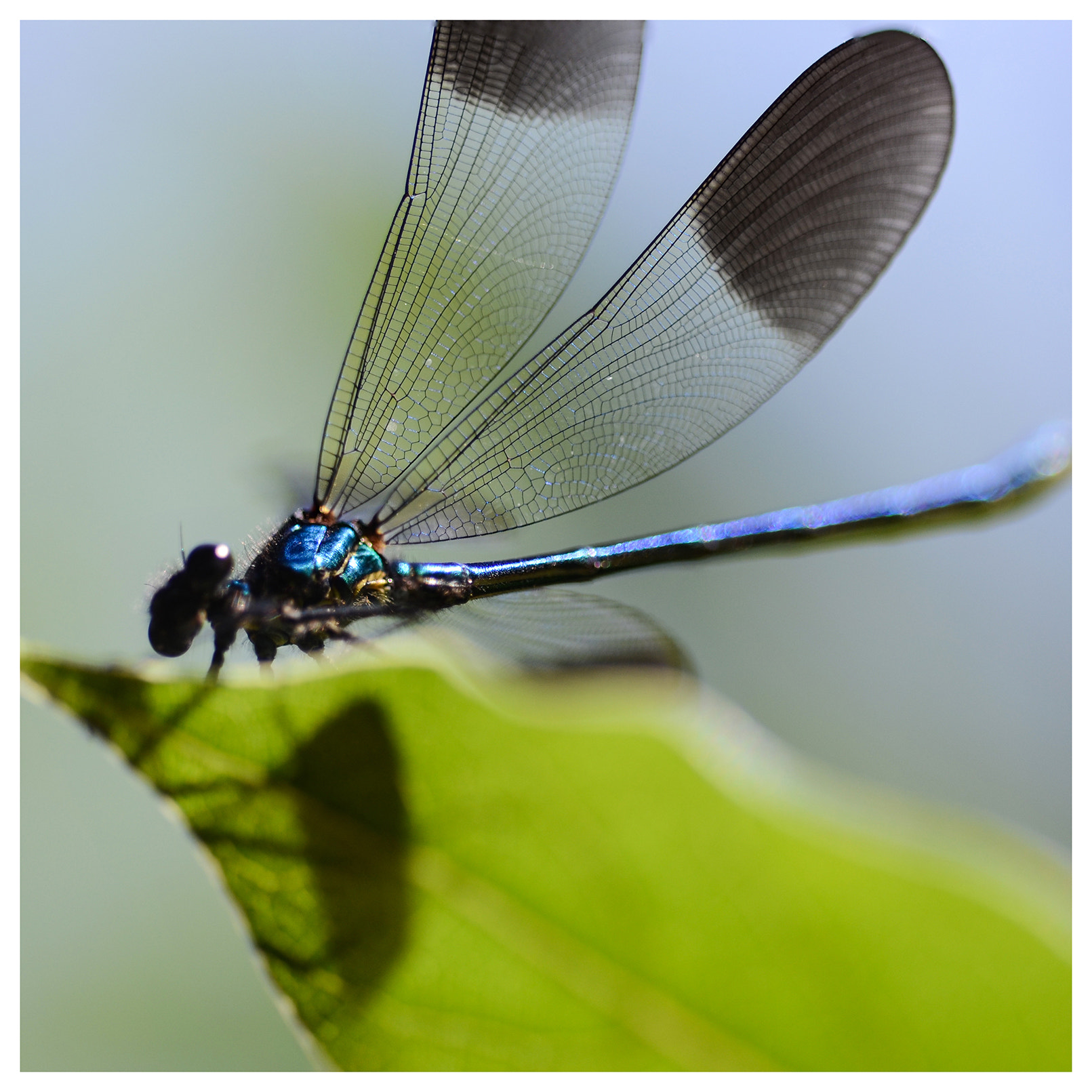 Sigma 150mm F2.8 EX DG OS Macro HSM sample photo. Delicate wings photography