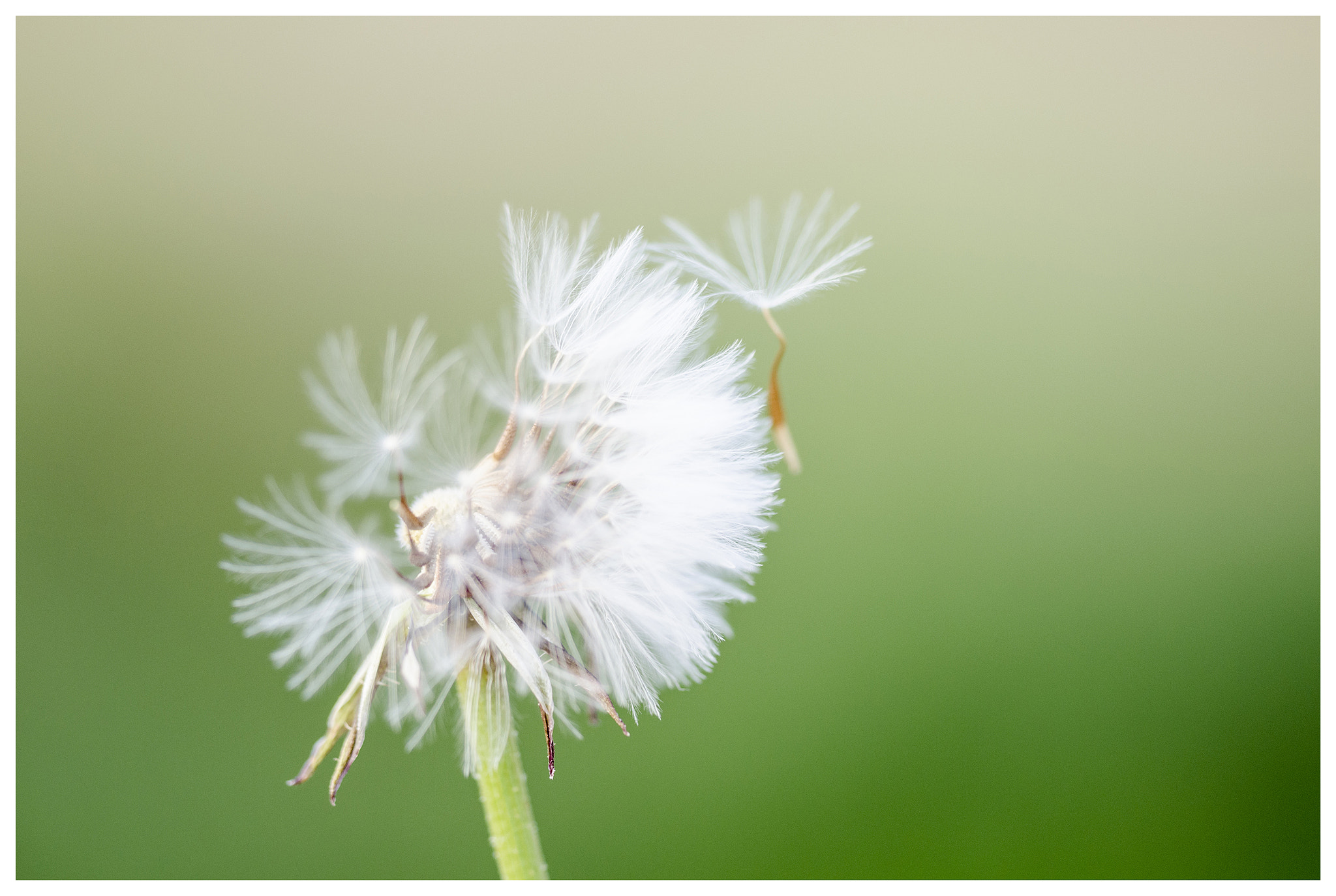 Sigma 150mm F2.8 EX DG OS Macro HSM sample photo. Floating photography