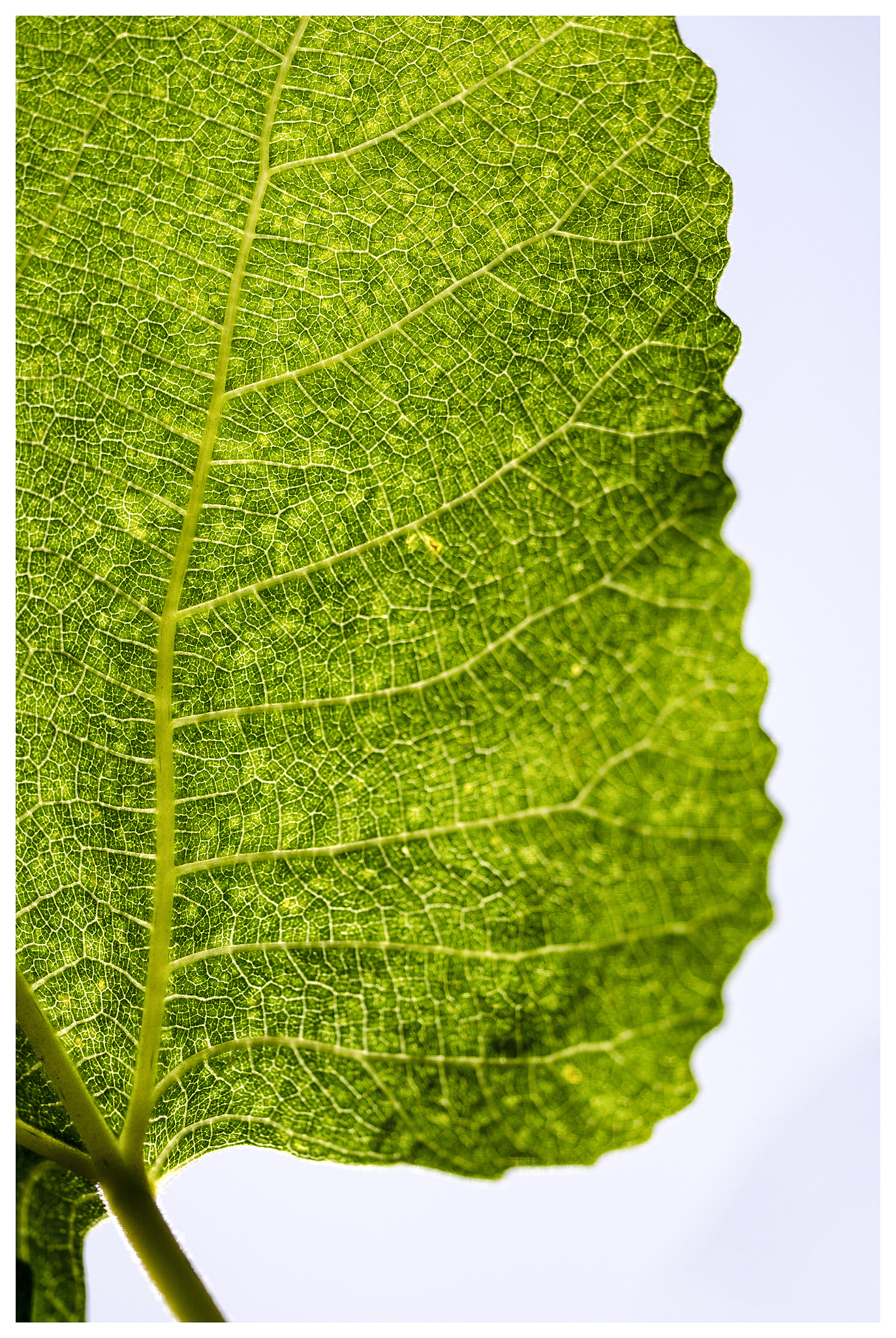 Sigma 150mm F2.8 EX DG OS Macro HSM sample photo. Geometrical forms on a leaf photography