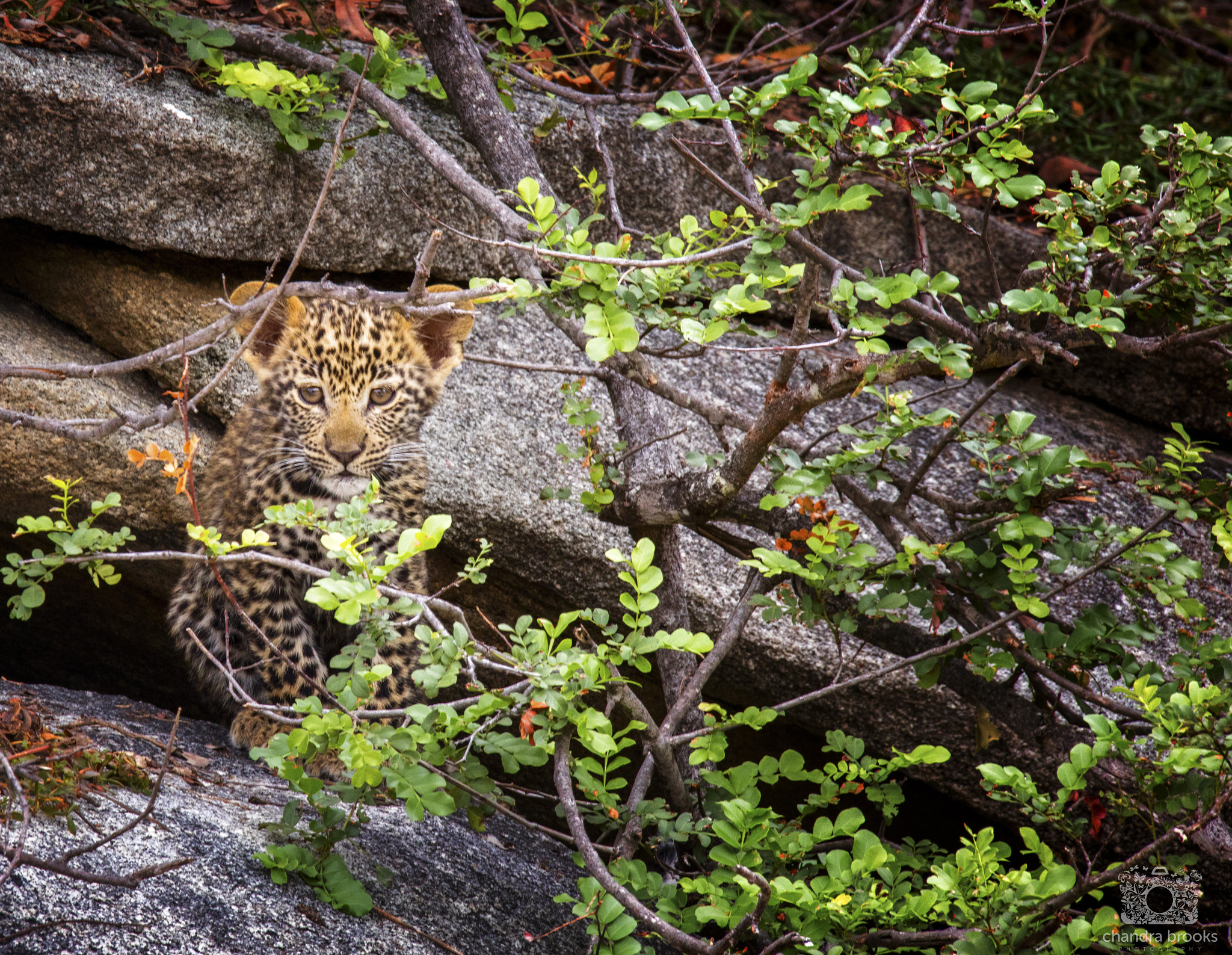 Canon EOS 5DS R + Sigma 150-600mm F5-6.3 DG OS HSM | S sample photo. Leopard cub peers out from the bush photography