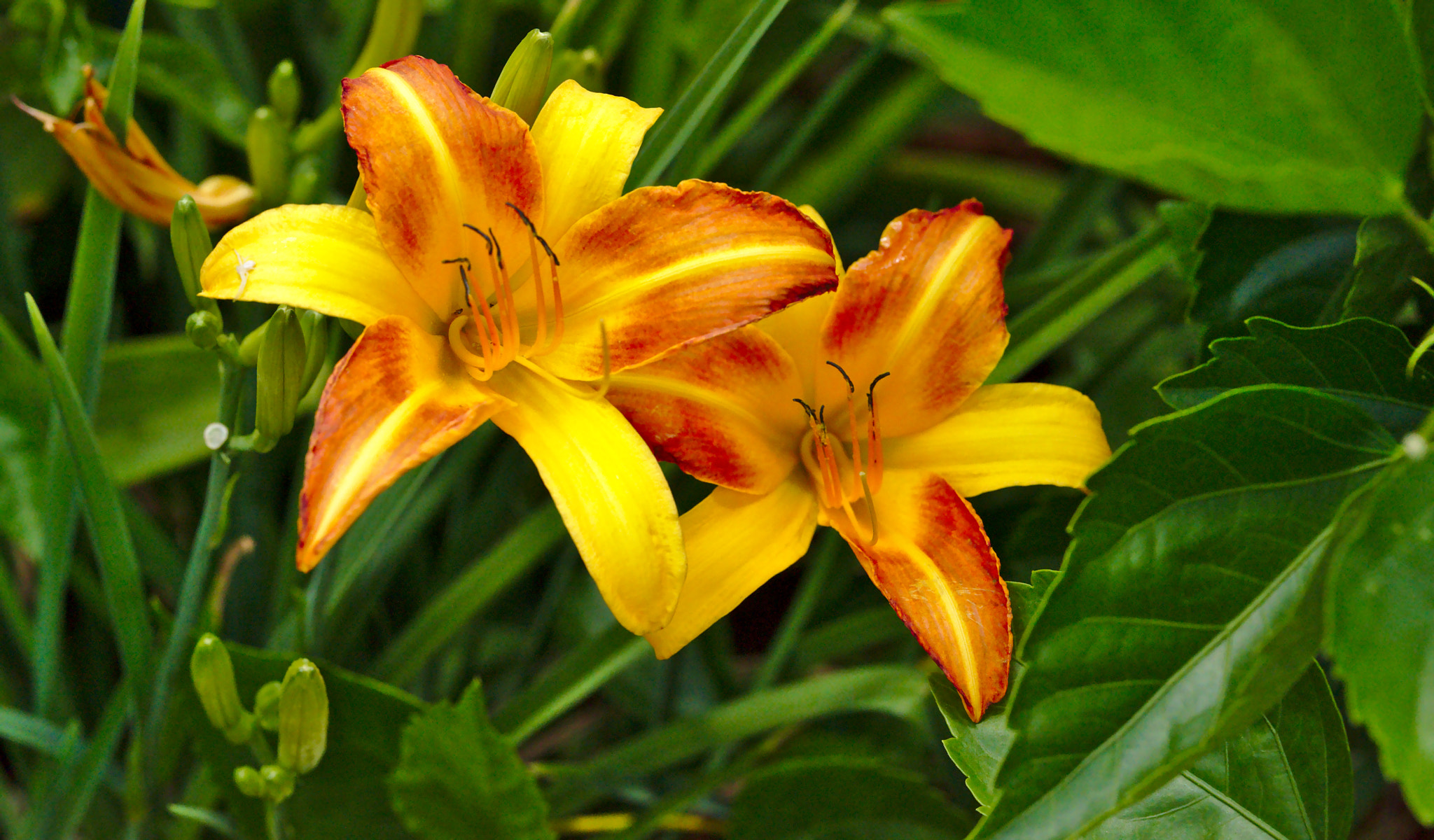 Manual Lens No CPU sample photo. An orange lily photography