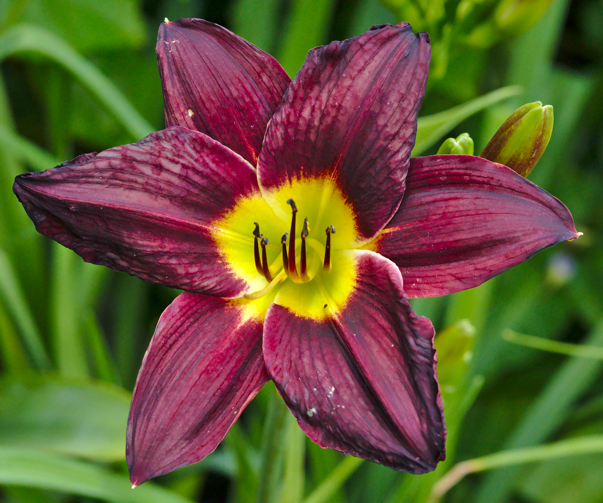 Manual Lens No CPU sample photo. Day lily photography