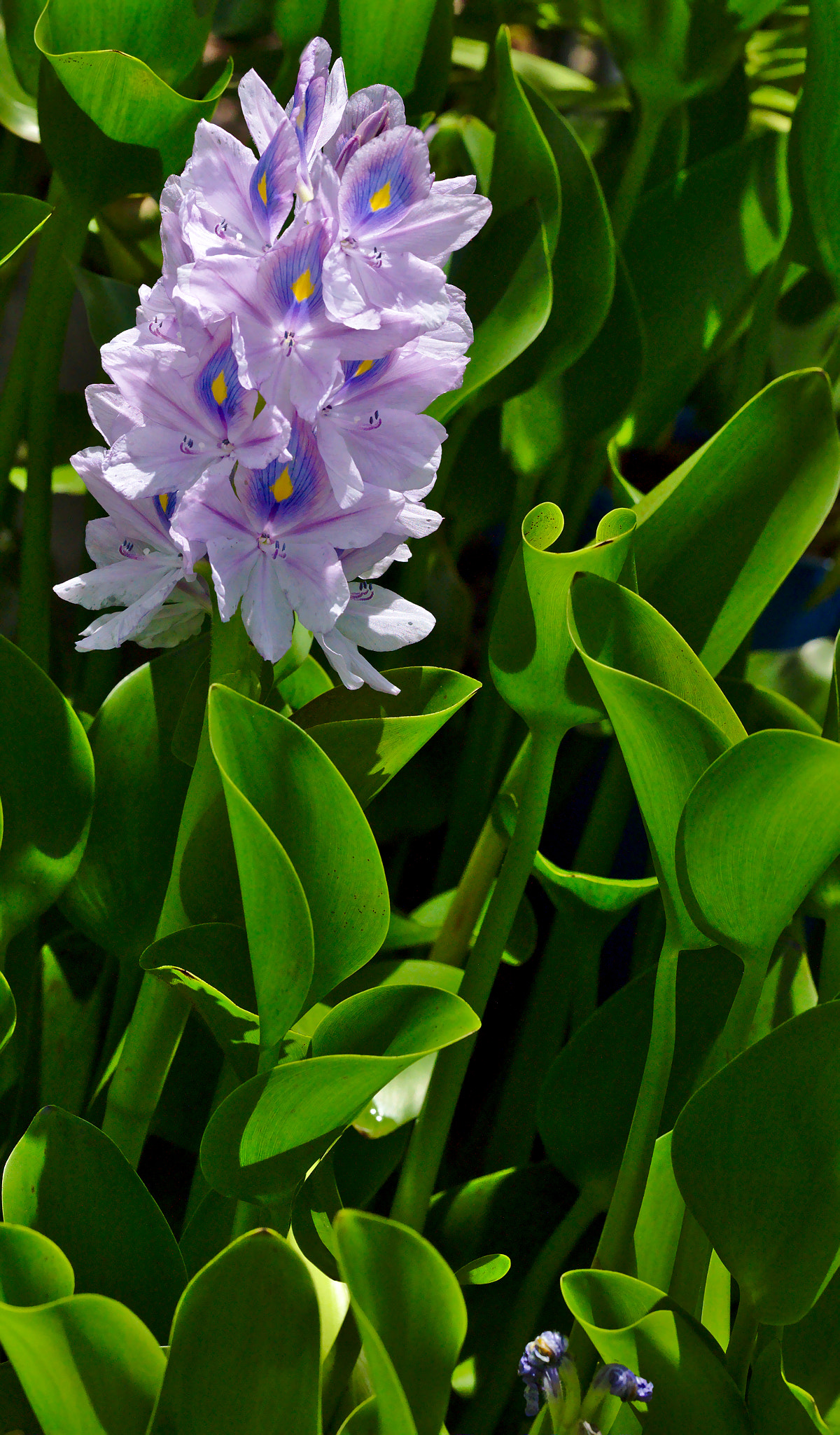 Nikon D810 + Manual Lens No CPU sample photo. Water hyacinth or eichhornia crassipes photography