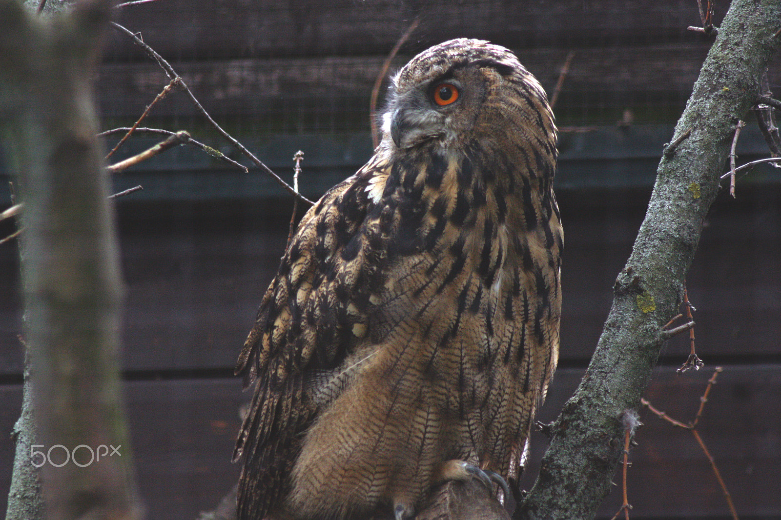 Canon EOS 450D (EOS Rebel XSi / EOS Kiss X2) + Tamron AF 70-300mm F4-5.6 Di LD Macro sample photo. Le hibou photography